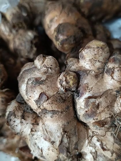 Raw, unwashed ginger, showing its natural, gnarled form. This ginger is more pungent than commercial varieties, providing a stronger flavor to your cooking.