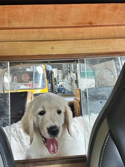 Deepthi - Dog Travel & Adventure Coaching On The Road: Mastering Indian Travel photo 13