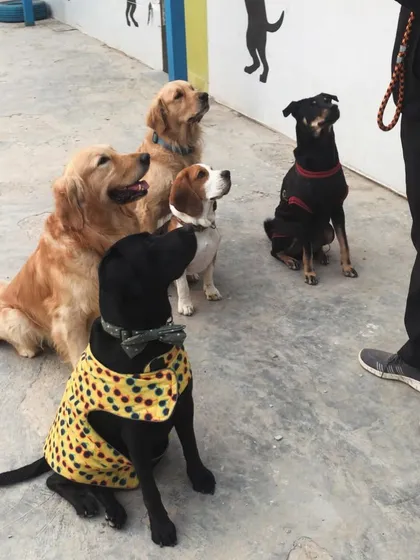 A perfect sit from this well behaved group, all hoping to be the first to get a treat.