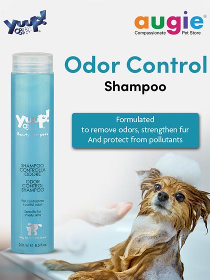 Augie Pets - Pet Grooming Services Shampoos & Conditioners for Every Coat photo 4