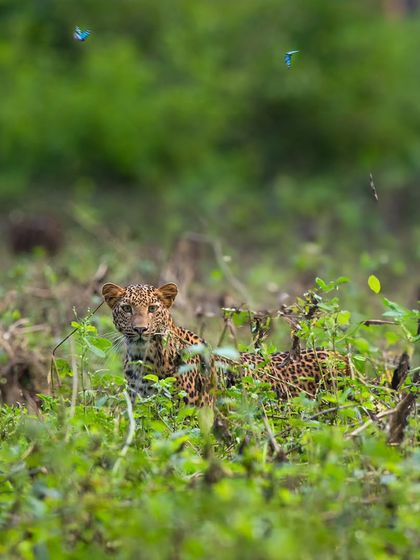 A young leopardess in Kabini, framed by dancing blue tiger butterflies. The monsoon brings out a surreal beauty, where every moment feels like a scene from a fairytale. These are the poetic visuals we aim to capture.
