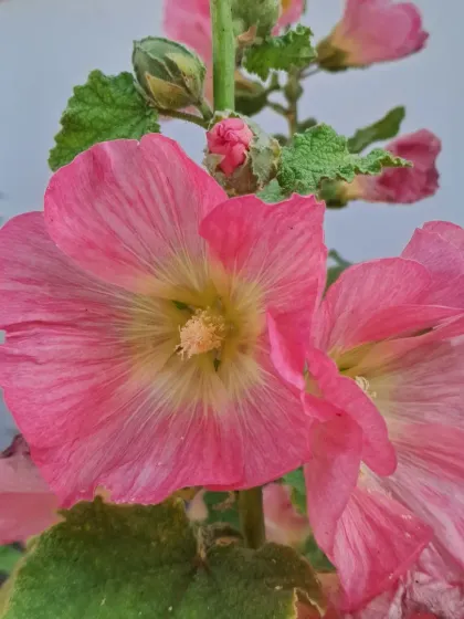 Bhardwaj - Urban Gardening Consultation A Riot of Colorful Flowers photo 96