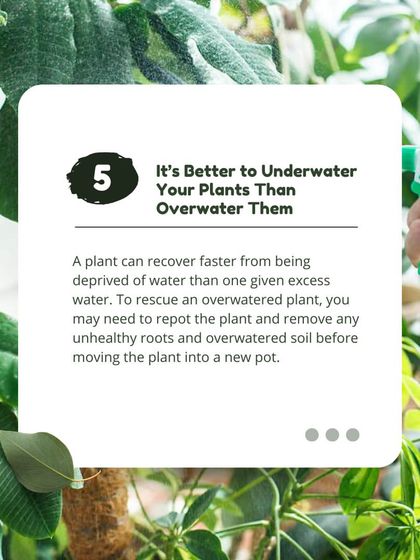 It's always better to underwater than to overwater. A plant can recover from thirst much more easily than from root rot caused by excess water, which is why our maintenance includes careful water management.