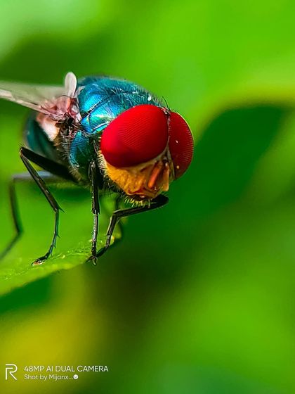 Bangalore Photographers - Find a Photographer Wildlife & Nature Photography photo 7