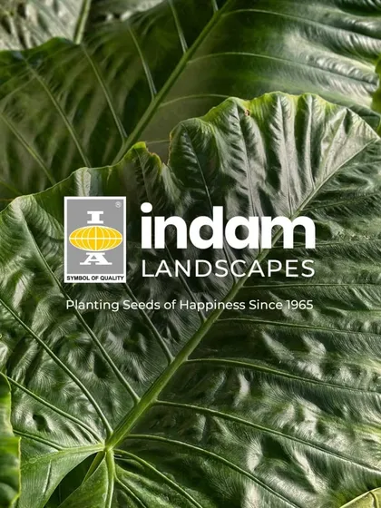 We are Indam Landscapes, planting seeds of happiness since 1965. This image of a giant Alocasia leaf represents our focus on creating lush, green spaces that make a bold statement.