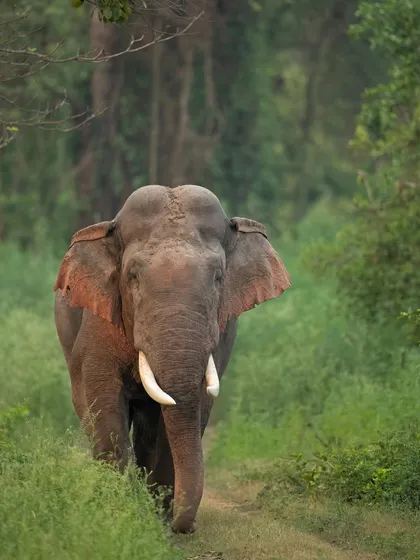 A magnificent tusker emerges from the grasslands of Kabini. Encounters with these gentle giants are a highlight of my tours, offering incredible opportunities for powerful wildlife portraits.