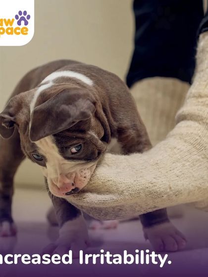 PawSpace - Pet Training Solving Common Behavior Problems photo 3