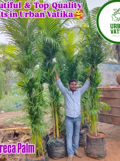 Looking for large, impressive plants to make a statement? I provide and install mature plants like these big Areca Palms, instantly adding a touch of tropical elegance and privacy to your space.