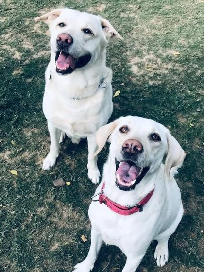 Making your Sunday brighter with our two sunshines, a pair of beautiful white Labradors.