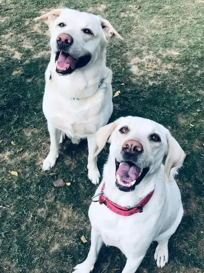 Our sunshines, a pair of beautiful white Labradors, are here to make your Sunday brighter.