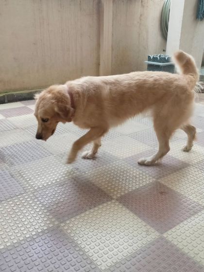 This Golden Retriever is enjoying its clean coat after a full bath and blow-dry service.