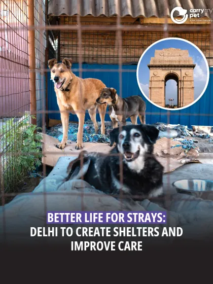 CarryMyPet - Pet Travel & Parenting Consultation Animal Welfare & Advocacy photo 24