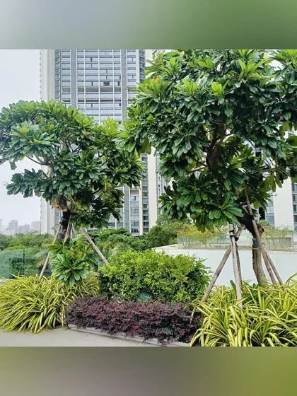 On this urban rooftop, we planted mature trees and a mix of colorful shrubs to create a substantial garden. The glass railing ensures safety without obstructing the view of the city and surrounding greenery.