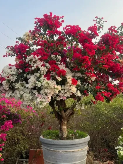 This potted bougainvillea features a vibrant two-tone combination of bright red and pure white flowers. The contrast is striking and shows the artistic possibilities of grafting different varieties together.