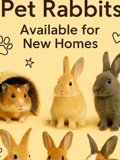 We have a variety of pet rabbits available and ready for their new homes. We offer convenient home delivery across Delhi, Noida, Gurugram, and Faridabad.