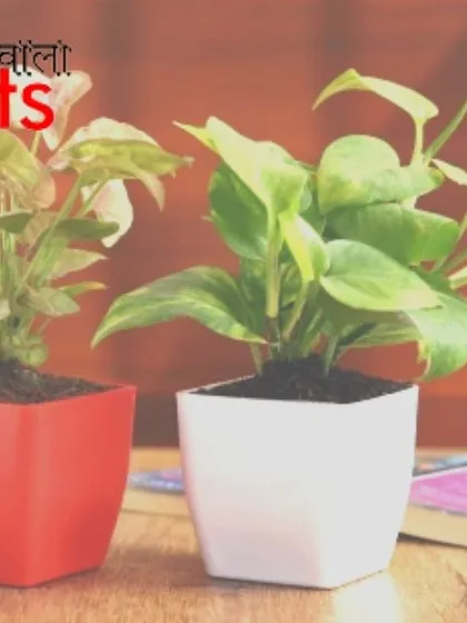 Perfect for a clean, minimalist look, this duo of Syngonium and Money Plants comes in simple square pots. The contrasting red and white colors make them a versatile choice for office desks or home decor.