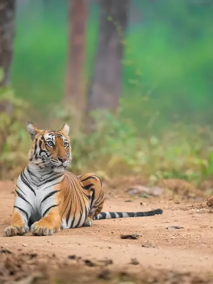 A tigress appears like a ghost out of the winter mist in Kabini. The fog creates a dreamlike stillness, a moment of pure reverence that reminds me why I return to the jungle again and again.