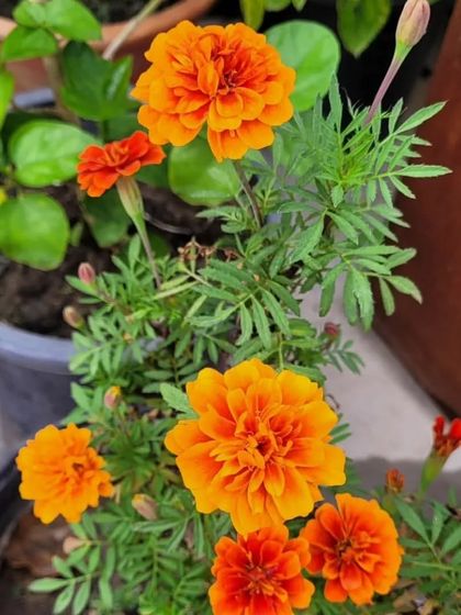 A pot of orange Marigolds. Perfect for your balcony, garden, or for festive decorations.