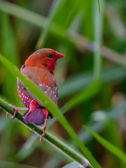 A close-up of the Red Avadavat peeking through blades of grass, its speckled body partially hidden.