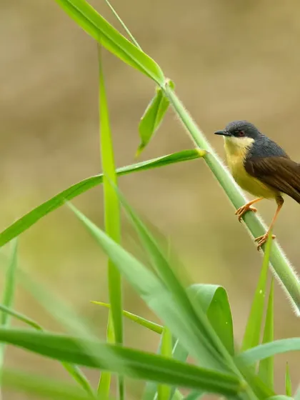 An Ashy Prinia balances on a blade of grass, a portrait that showcases its small size and agility.