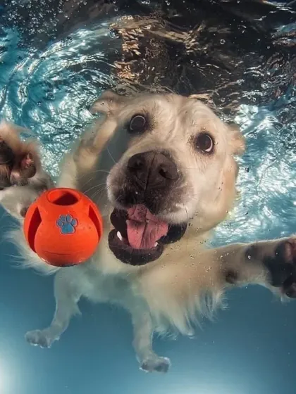 A happy Golden Retriever paddling towards its toy. We use lighting to create beautiful, sunlit underwater scenes that highlight your pet's joyful expression.