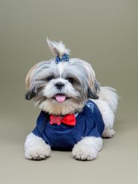 Commercial Pet Photography