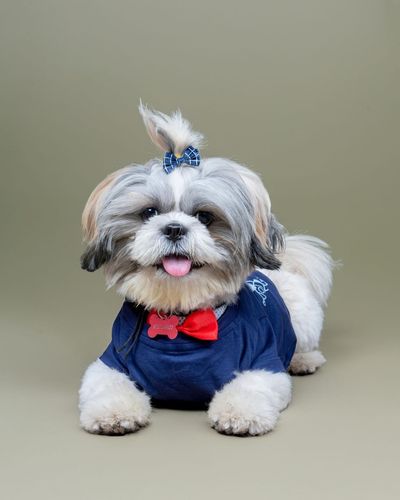 Studio Pet Photography