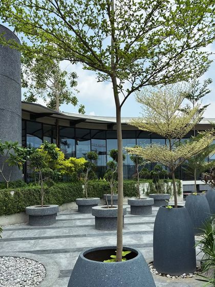 The synchronized placement of trees in large planters creates a formal rhythm in this corporate plaza. The modern architecture is complemented by the organized yet lush greenery.