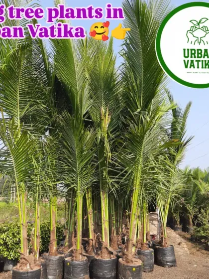 We supply big tree plants like these coconut palms for landscaping and farm projects.