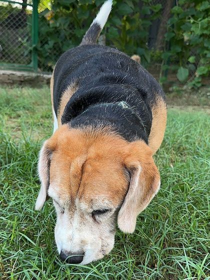 A close-up of Raafa the Beagle, intently sniffing the ground. For a beagle, a world of smells is a world of happiness.
