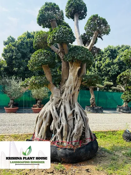 A large Ficus bonsai with multiple trunks and a complex root system, ready for delivery to a client's project.