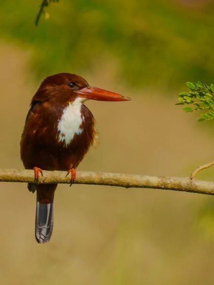 A White-throated Kingfisher in a regal pose, looking off to the side. The warm lighting enhances the rich brown and white colors of its plumage.