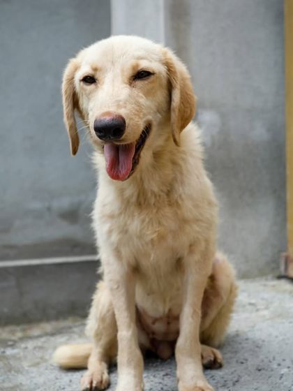 Tara with her tongue out, looking happy and relaxed.