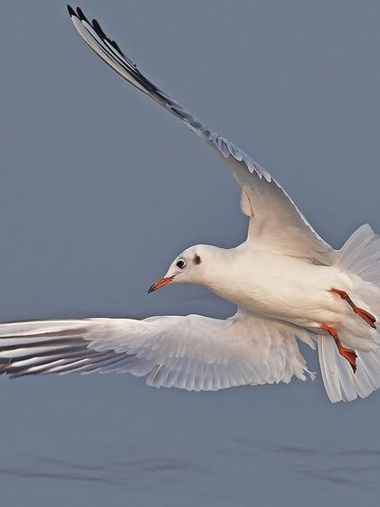 On the Wing: The Marvel of Flight photo 16