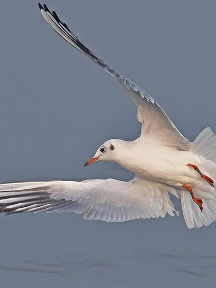 A Brown-headed Gull banks in mid-air, its body a study in aerodynamic grace. The boundless flight of these birds is a constant source of inspiration and wonder.