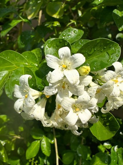 The vibrant green leaves and white flowers of a healthy Jasmine plant. Regular feeding during the growing season is a tip I always give for more flowers.