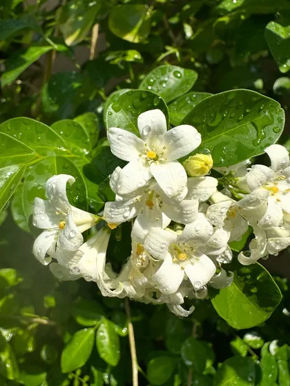The vibrant green leaves provide a perfect backdrop for the bright white Jasmine flowers. This is a classic, beautiful plant that I love recommending to clients.