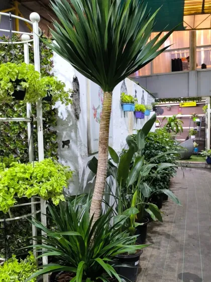 An aisle view showing a tall specimen plant alongside smaller hanging and potted varieties. This demonstrates the scale and range of greenery we have available for any space.