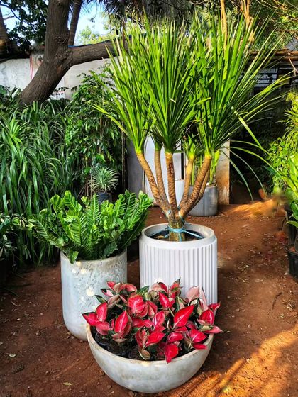 Pots That Pop: Our Terrapotta & Designer Range photo 11