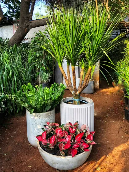 Sleek, modern, and oh-so-chic. These concrete pots in minimalist shapes are the perfect addition to any contemporary setting, adding an edgy, industrial flair.