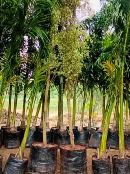 A collection of Foxtail palms ready for a project. These are elegant and popular for lining driveways or for poolside planting.