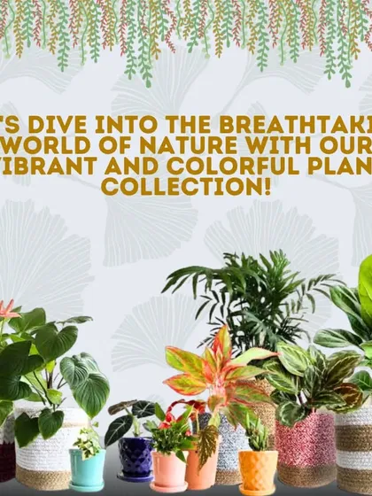 Let's dive into the breathtaking world of nature with our vibrant and colorful plant collection. This assortment shows the variety we offer, from flowering plants to lush foliage, ready to uplift your mood and your home.