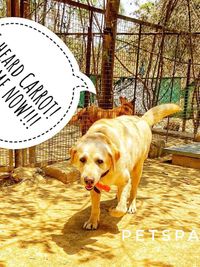 Dog Adoption Services