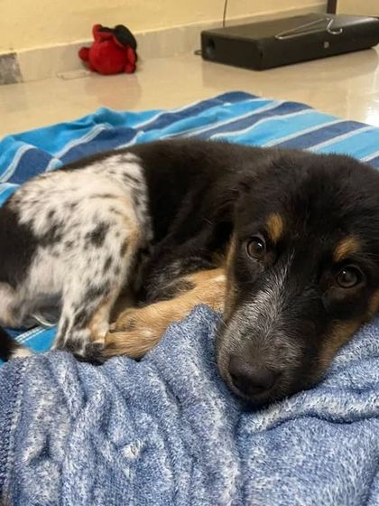 Puchki taking a rest on her favorite blue blanket. She is a calm and gentle puppy, perfect for a family looking for a loving and loyal friend. She is available for adoption in Noida.