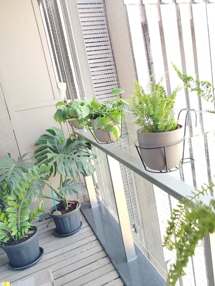 A beautiful collection of indoor plants on a balcony, including Monstera, ZZ Plant, and Ferns. I can help you curate a collection that suits your space and style.