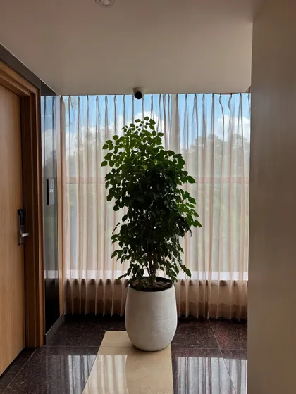 A Ficus tree in a white pot placed in a hallway corner. The natural light from the window highlights its delicate leaves, creating a peaceful and refreshing atmosphere.