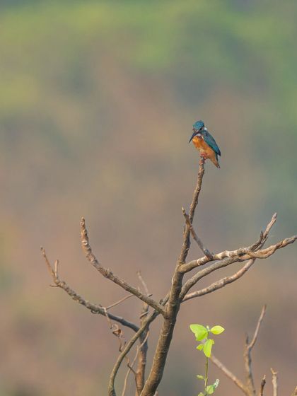The Avian World: Portraits of Indian Birds photo 29
