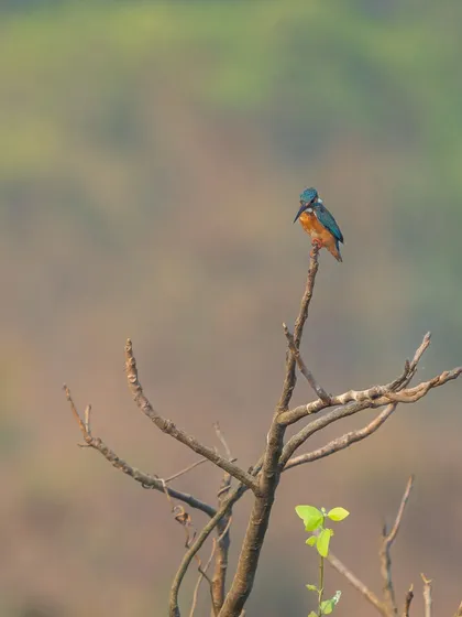 A Common Kingfisher perched on a dry branch, waiting for the perfect moment to dive for prey. Despite their name, they are not as common as other kingfisher species in India.