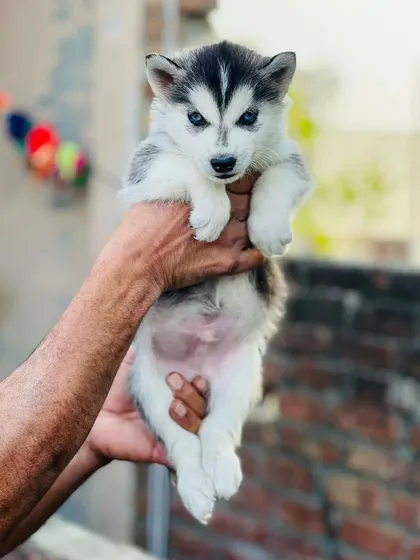 Another angle of our blue-eyed male Husky puppy. His markings are perfectly symmetrical, a sign of excellent breeding.