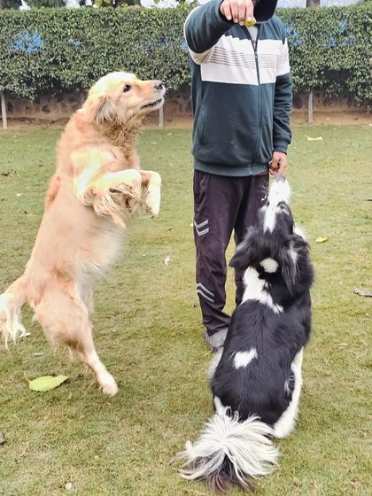 A Golden Retriever and a Border Collie jumping for a treat. Playful competition is a great way for dogs to engage.